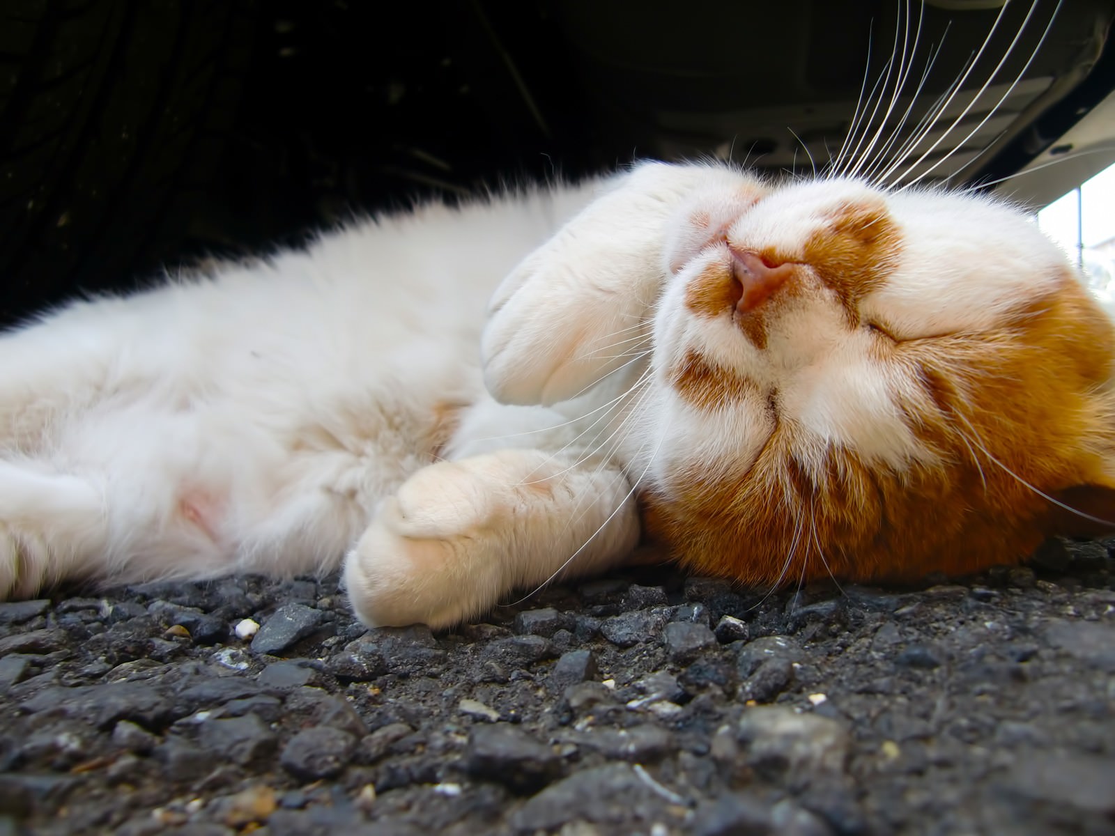 ひっくりねこ